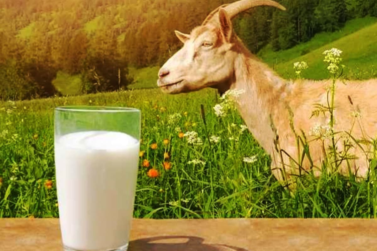 Susu Kambing, Energi Alami Penopang Aktivitas Harian dan Puasa Ramadhan